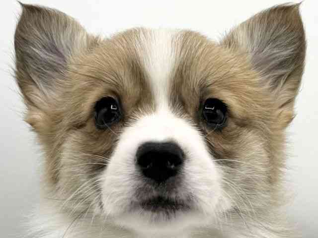 大阪府のウェルシュコーギーペンブローク (ひごペットフレンドリーららぽーとEXPOCITY店/2025年11月27日生まれ/女の子/レッドホワイト)の子犬の1枚目の画像