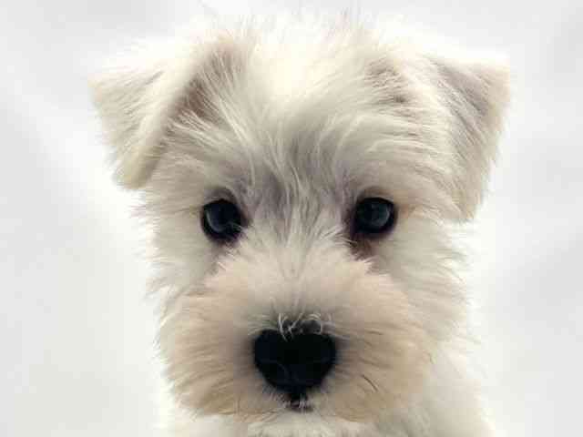 兵庫県のミニチュアシュナウザー (ひごペットフレンドリークラウンパーク伊丹店/2025年11月29日生まれ/男の子/ホワイト)の子犬の1枚目の画像