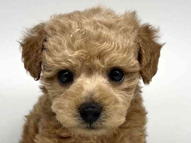 徳島県のトイプードル(トイ) (ひごペットフレンドリーゆめタウン徳島店/2025年11月29日生まれ/男の子/レッド)の子犬