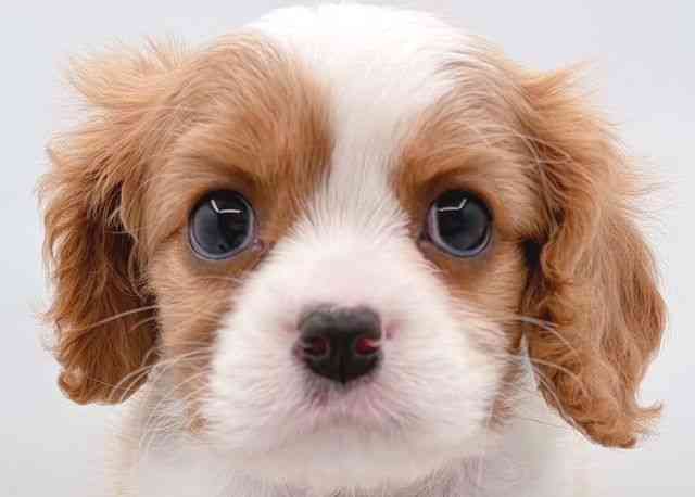 島根県のキャバリアキングチャールズスパニエル (ひごペットフレンドリーイオン松江ショッピングセンター店/2025年11月29日生まれ/男の子/ブレンハイム)の子犬の1枚目の画像