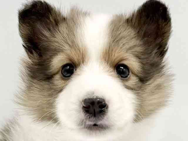 大阪府のシェットランドシープドッグ (ひごペットフレンドリーイオンタウン豊中庄内店/2025年11月28日生まれ/男の子/セーブルホワイト)の子犬の1枚目の画像