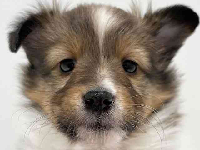 大阪府のシェットランドシープドッグ (ひごペットフレンドリーイオン高槻店/2025年11月28日生まれ/女の子/セーブルホワイト)の子犬の1枚目の画像