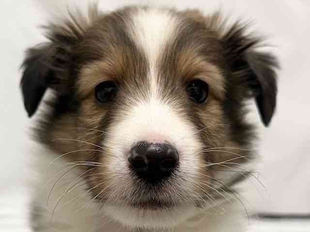 和歌山県のシェットランドシープドッグ (ひごペットフレンドリーパームシティ和歌山店/2025年11月27日生まれ/男の子/セーブルホワイト)の子犬の1枚目の画像