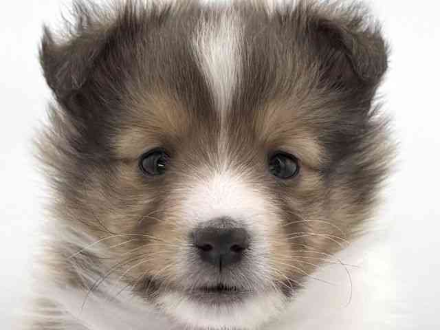 大阪府のシェットランドシープドッグ (ひごペットフレンドリーイオンそよら海老江店/2025年11月27日生まれ/男の子/セーブルホワイト)の子犬の1枚目の画像