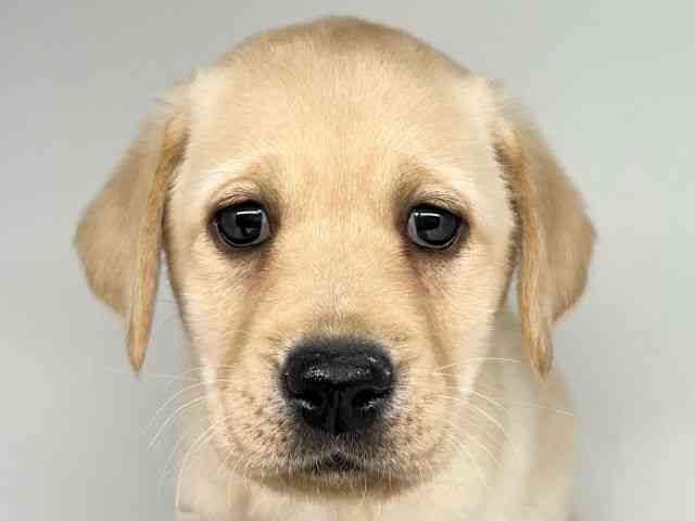 徳島県のラブラドールレトリーバー (ひごペットフレンドリーゆめタウン徳島店/2025年11月29日生まれ/男の子/イエロー)の子犬