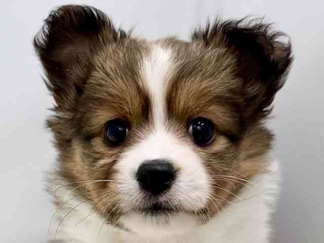 広島県のハーフ犬・ミックス犬 (ひごペットフレンドリーゆめタウン廿日市店/2025年11月24日生まれ/女の子/セーブルホワイト)の子犬の1枚目の画像