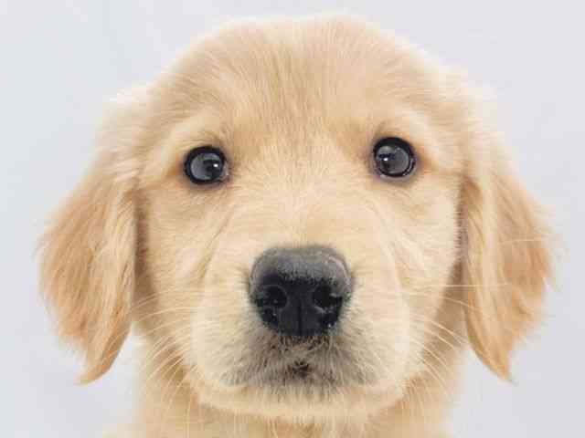 大阪府のゴールデンレトリバー (ひごペットフレンドリーイズミヤショッピングセンター千里丘店/2025年11月28日生まれ/女の子/ゴールデン)の子犬