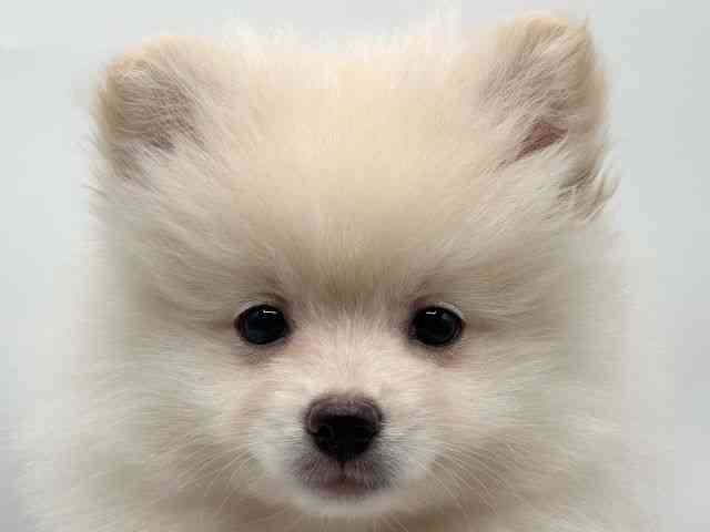 香川県のポメラニアン (ひごペットフレンドリーゆめタウン高松店/2025年11月29日生まれ/女の子/クリーム)の子犬の1枚目の画像