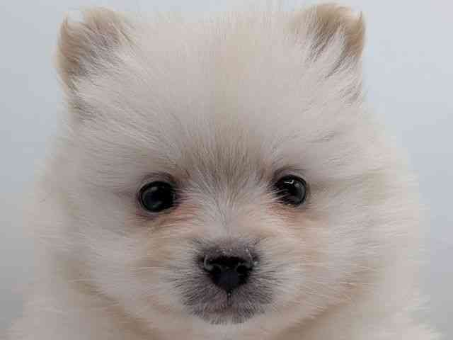 香川県のポメラニアン (ひごペットフレンドリーゆめタウン高松店/2025年11月29日生まれ/女の子/クリーム)の子犬