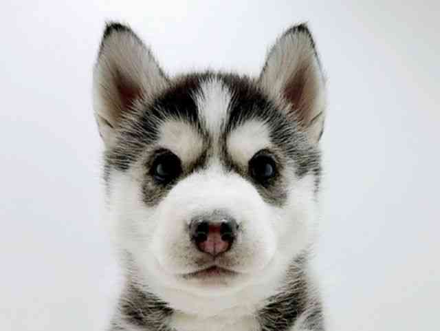 広島県のシベリアンハスキー (ひごペットフレンドリーフジグラン神辺店/2025年11月30日生まれ/女の子/ブラックホワイト)の子犬の1枚目の画像