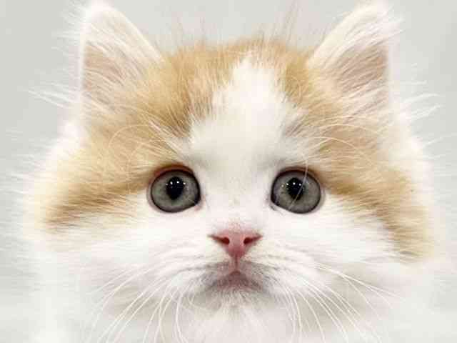 大阪府のサイベリアン (ひごペットフレンドリーイオンタウン豊中庄内店/2025年11月23日生まれ/男の子/レッドタビーホワイト)の子猫の1枚目の画像