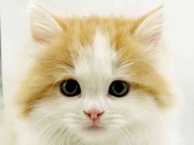 大阪府のサイベリアン (ひごペットフレンドリーイオンタウン豊中庄内店/2025年11月23日生まれ/男の子/レッドタビーホワイト)の子猫