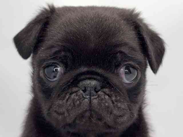 京都府のパグ (ひごペットフレンドリー洛北阪急スクエア店/2025年11月28日生まれ/男の子/ブラック)の子犬の1枚目の画像