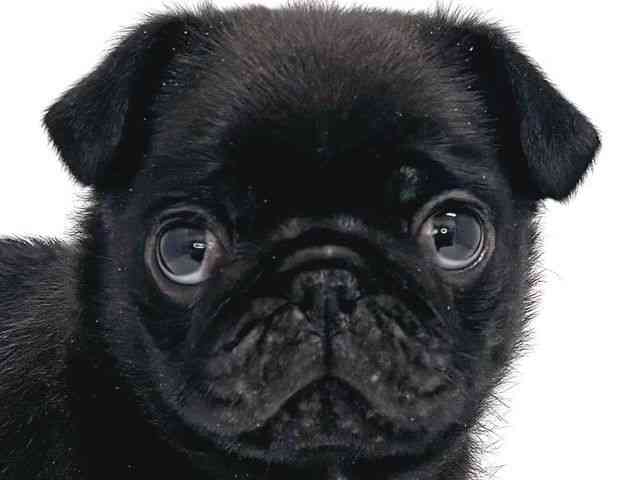 奈良県のパグ (ひごペットフレンドリー奈良パワーシティ店/2025年11月28日生まれ/男の子/ブラック)の子犬の1枚目の画像