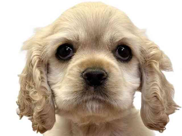 愛媛県のアメリカンコッカースパニエル (ひごペットフレンドリーエミフルMASAKI店/2025年11月26日生まれ/女の子/バフ)の子犬の1枚目の画像