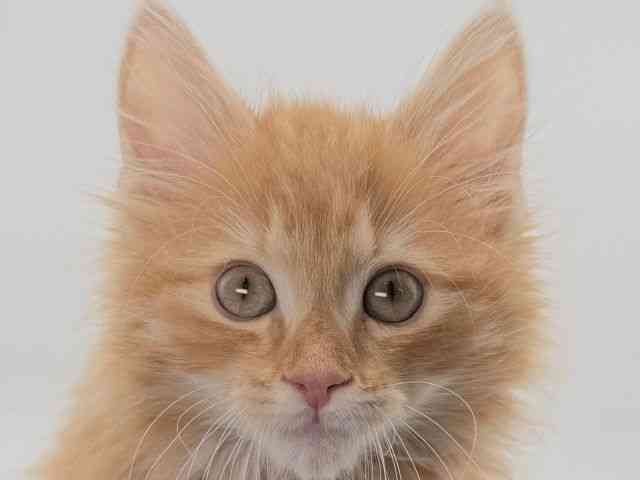 大阪府のサイベリアン (ひごペットフレンドリーイオンそよら海老江店/2025年11月30日生まれ/男の子/レッドタビーホワイト)の子猫の1枚目の画像