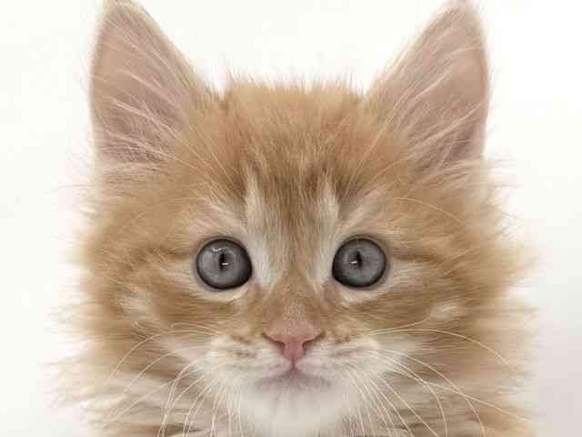 大阪府のサイベリアン (ひごペットフレンドリーイオンそよら海老江店/2025年11月30日生まれ/男の子/レッドタビーホワイト)の子猫の1枚目の画像