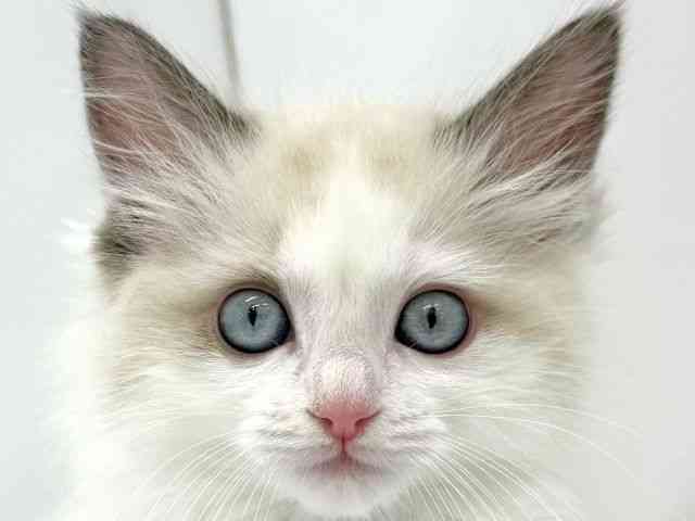 大阪府のラグドール (ひごペットフレンドリーイオンタウン茨木太田店/2025年11月24日生まれ/女の子/ブルーポイントバイカラー)の子猫