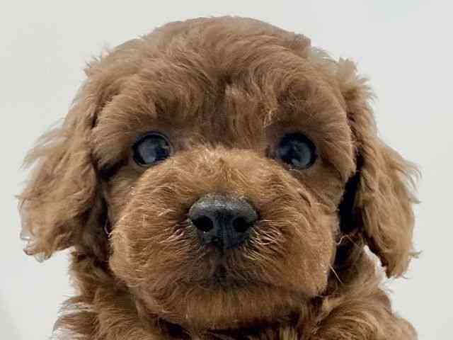 奈良県のトイプードル(トイ) (ひごペットフレンドリーイオンモール橿原ウエスト・ビレッジ店/2025年11月29日生まれ/女の子/レッド)の子犬の1枚目の画像