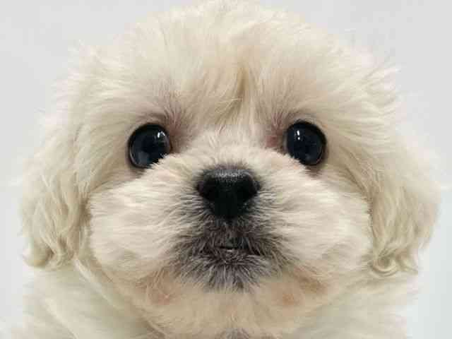 高知県のペキプー(ペキニーズ×プードル) (ひごペットフレンドリーイオンモール高知店/2025年11月26日生まれ/女の子/クリームホワイト)の子犬の1枚目の画像