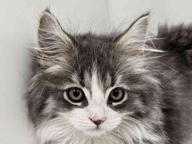 愛知県のサイベリアン (ひごペットフレンドリーイトーヨーカドー知多店/2025年11月29日生まれ/男の子/ブルーホワイト)の子猫の1枚目の画像