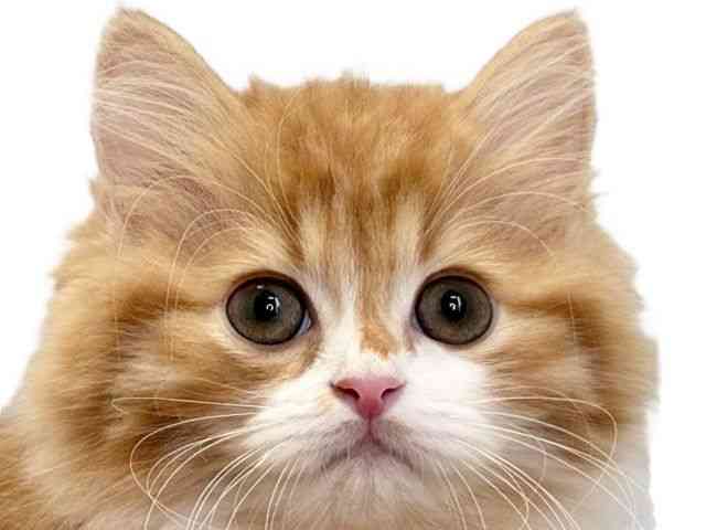 愛媛県のサイベリアン (ひごペットフレンドリーエミフルMASAKI店/2025年11月29日生まれ/男の子/レッドタビーホワイト)の子猫の1枚目の画像