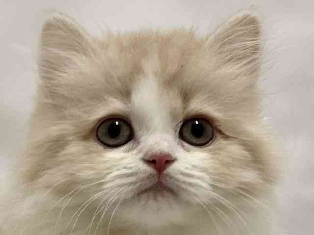 和歌山県のサイベリアン (ひごペットフレンドリーパームシティ和歌山店/2025年11月29日生まれ/女の子/クリームホワイト)の子猫の1枚目の画像