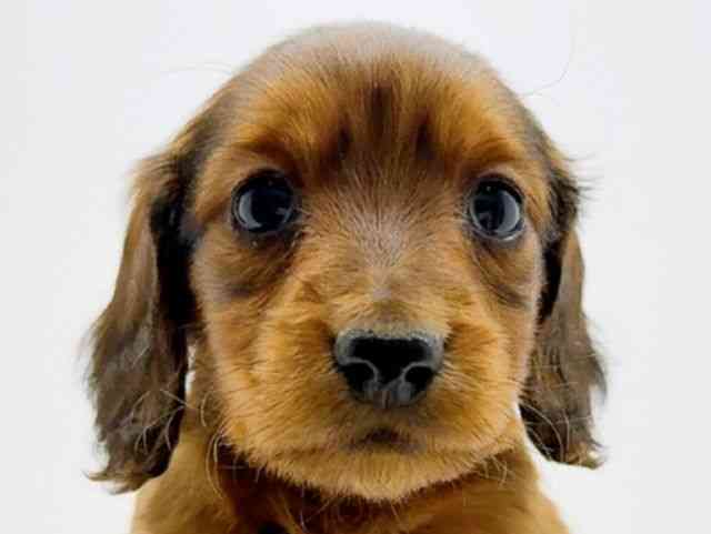 広島県のミニチュアダックスフンド(ロング) (ひごペットフレンドリーフジグラン神辺店/2025年11月29日生まれ/女の子/レッド)の子犬の1枚目の画像