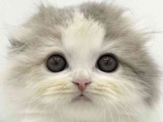 大阪府のスコティッシュフォールド (ひごペットフレンドリーららぽーとEXPOCITY店/2025年11月28日生まれ/女の子/ダイリュートキャリコ)の子猫の1枚目の画像