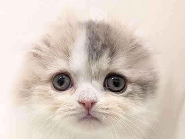 福岡県のスコティッシュフォールド (ひごペットフレンドリーリバーウォーク北九州店/2025年11月28日生まれ/女の子/ダイリュートキャリコ)の子猫の1枚目の画像