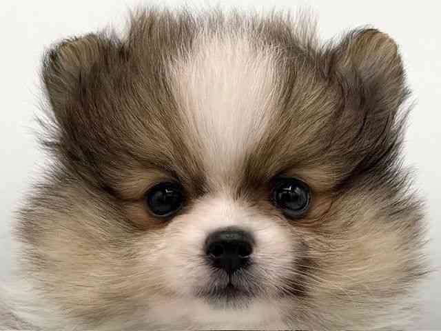 大阪府のポメラニアン (ひごペットフレンドリーららぽーとEXPOCITY店/2025年11月29日生まれ/男の子/オレンジホワイト)の子犬の1枚目の画像