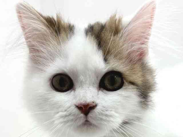 広島県のラガマフィン (ひごペットフレンドリーフジグラン神辺店/2025年11月30日生まれ/男の子/ブラウンタビーホワイト)の子猫の1枚目の画像