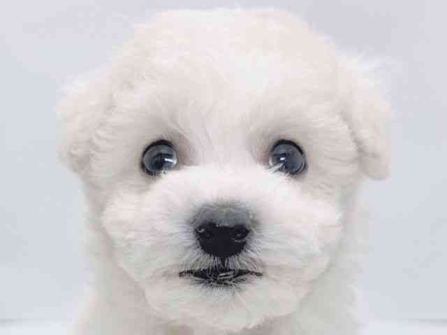 大阪府のビションフリーゼ (ひごペットフレンドリーイズミヤショッピングセンター千里丘店/2025年11月25日生まれ/男の子/ホワイト)の子犬