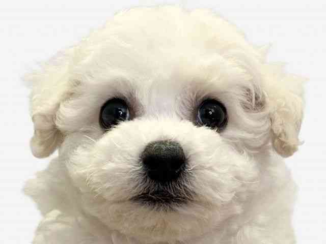 愛媛県のビションフリーゼ (ひごペットフレンドリーエミフルMASAKI店/2025年11月25日生まれ/男の子/ホワイト)の子犬の1枚目の画像