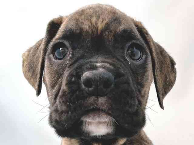 大阪府のボクサー (ひごペットフレンドリー堺プラットプラット店/2025年11月29日生まれ/男の子/ブリンドル)の子犬の1枚目の画像