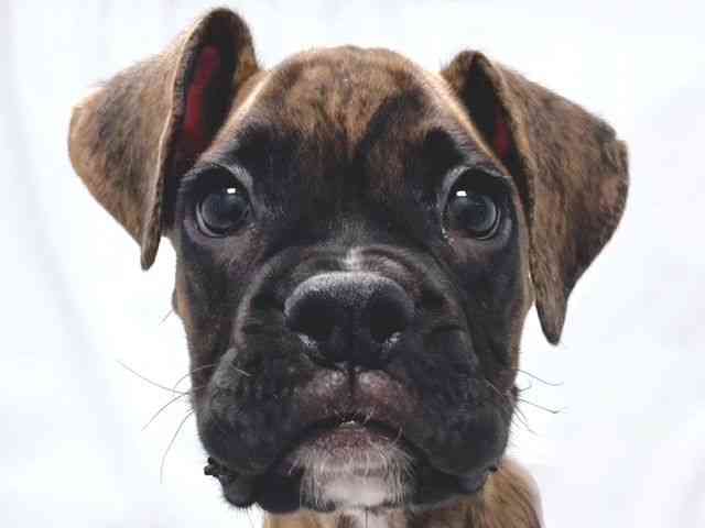 大阪府のボクサー (ひごペットフレンドリー堺プラットプラット店/2025年11月29日生まれ/男の子/ブリンドル)の子犬の1枚目の画像