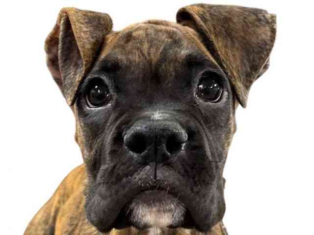 大阪府のボクサー (ひごペットフレンドリー堺プラットプラット店/2025年11月29日生まれ/男の子/ブリンドル)の子犬の1枚目の画像