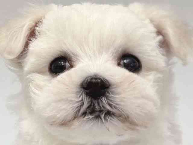 大阪府のマルチーズ (ひごペットフレンドリー岸和田店/2025年11月28日生まれ/女の子/ホワイト)の子犬の1枚目の画像