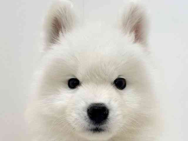 大阪府のサモエド (ひごペットフレンドリーくずはモール店/2025年11月26日生まれ/女の子/ホワイト)の子犬の1枚目の画像