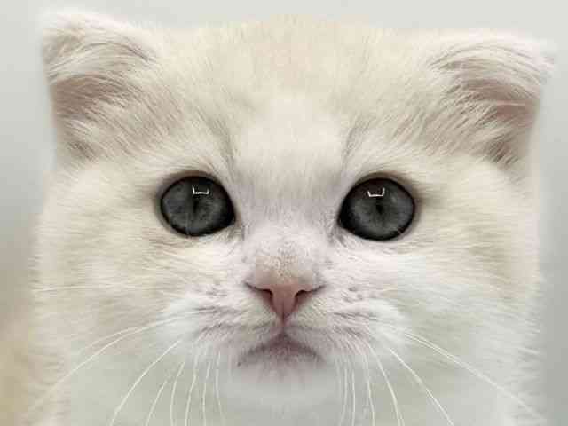 大阪府のマンチカン (ひごペットフレンドリーららぽーとEXPOCITY店/2025年11月29日生まれ/男の子/クリームタビーホワイト)の子猫の1枚目の画像