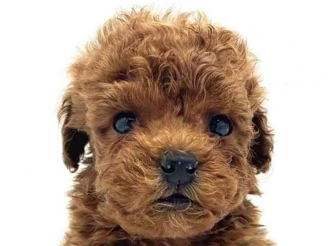 兵庫県のトイプードル(トイ) (ひごペットフレンドリークラウンパーク伊丹店/2025年11月28日生まれ/男の子/レッド)の子犬