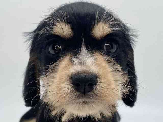 島根県のシュナックス(シュナウザー×ダックス) (ひごペットフレンドリーイオンモール出雲店/2025年11月18日生まれ/女の子/ブラックイエロー)の子犬の1枚目の画像