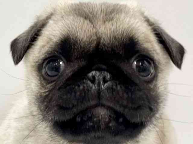 大阪府のパグ (ひごペットフレンドリーイオンタウン豊中庄内店/2025年11月26日生まれ/男の子/フォーン)の子犬の1枚目の画像