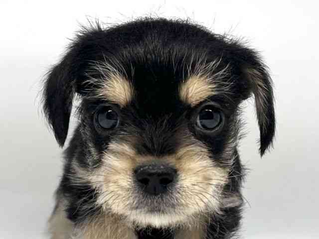 徳島県のハーフ犬・ミックス犬 (ひごペットフレンドリーゆめタウン徳島店/2025年11月29日生まれ/男の子/ブラックタン)の子犬