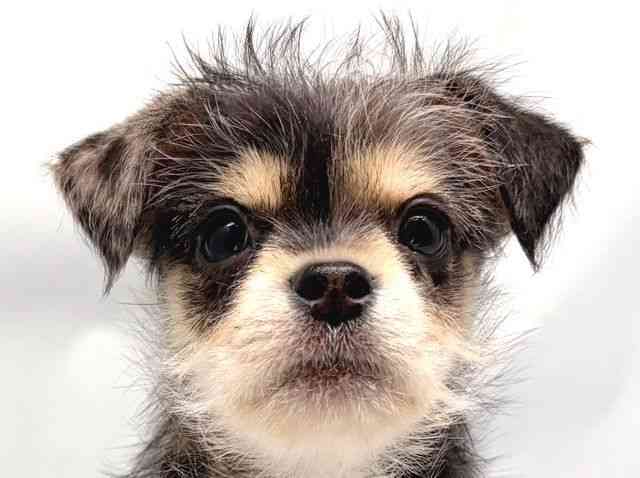 京都府のハーフ犬・ミックス犬 (ひごペットフレンドリー洛北阪急スクエア店/2025年11月29日生まれ/男の子/ブルーマール)の子犬の1枚目の画像