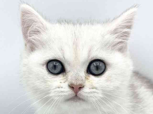 大阪府のブリティッシュショートヘアー (ひごペットフレンドリーららぽーとEXPOCITY店/2025年11月26日生まれ/男の子/シェーデッドシルバータビー)の子猫の1枚目の画像