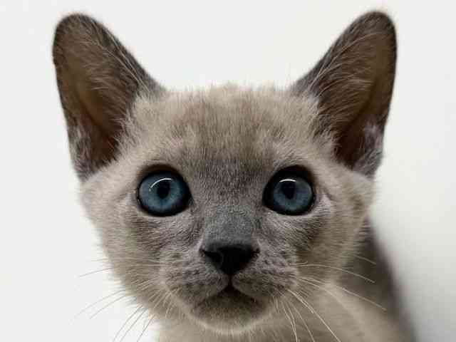 兵庫県のバーミーズ (ひごペットフレンドリーブルメールHAT神戸店/2025年11月28日生まれ/男の子/ブルー)の子猫