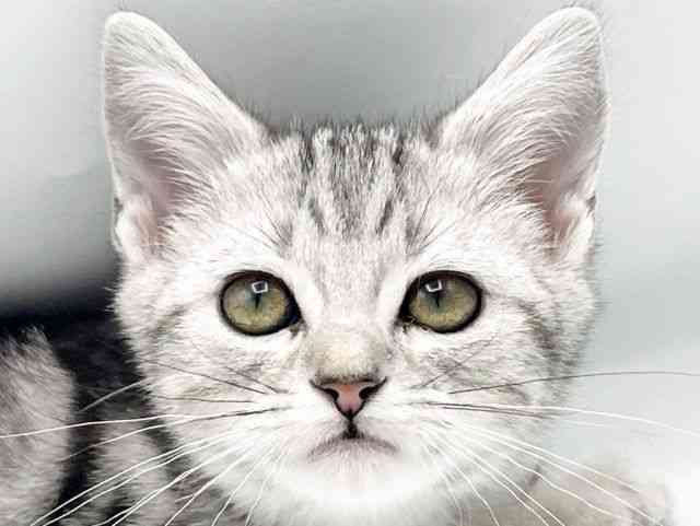 奈良県のアメリカンショートヘアー (ひごペットフレンドリートナリエ大和高田店/2025年11月30日生まれ/女の子/シルバータビー)の子猫の1枚目の画像