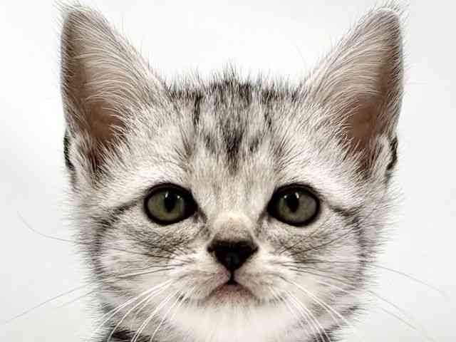 大阪府のアメリカンショートヘアー (ひごペットフレンドリー東淀川店/2025年11月30日生まれ/女の子/シルバータビー)の子猫の1枚目の画像