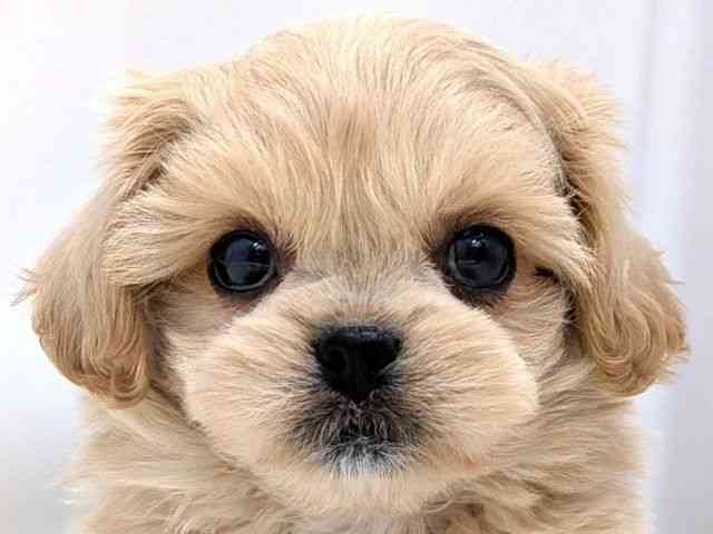 広島県のペキプー(ペキニーズ×プードル) (ひごペットフレンドリーゆめタウン廿日市店/2025年11月30日生まれ/女の子/クリーム)の子犬の1枚目の画像